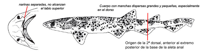 Scyliorhinus stellaris_07.jpg